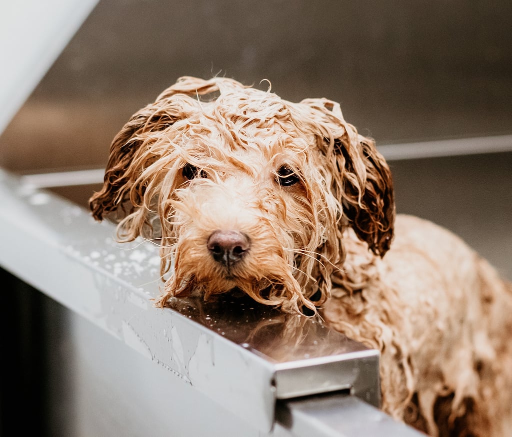 Labradoodle in de badkuip tijdens het wassen