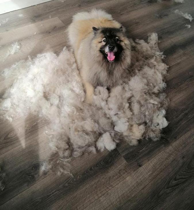 Ontwollen bij Hondentrimsalon Jasmijn Hattem