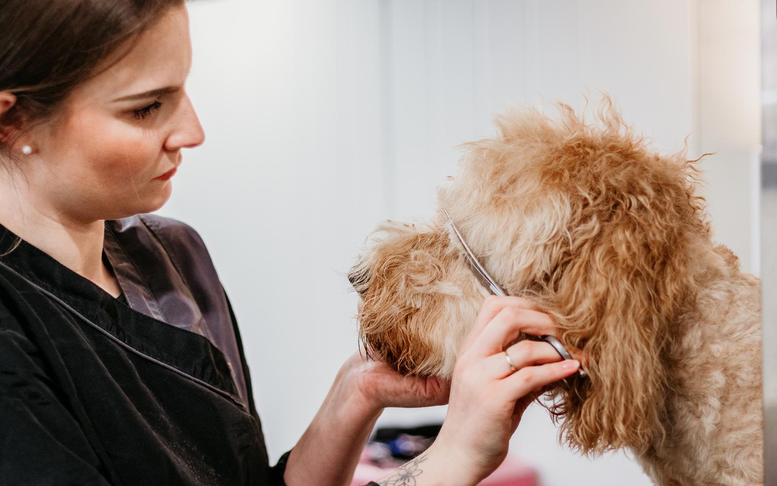Tussenbeurtje bij Hondentrimsalon Jasmijn Hattem