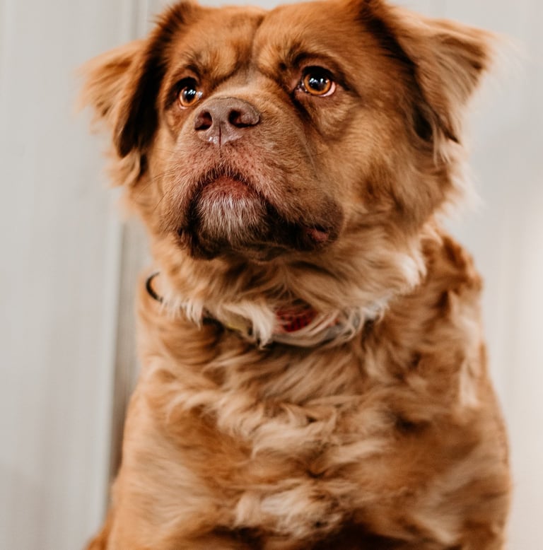 Portret van een blije bruine hond na de trimbeurt
