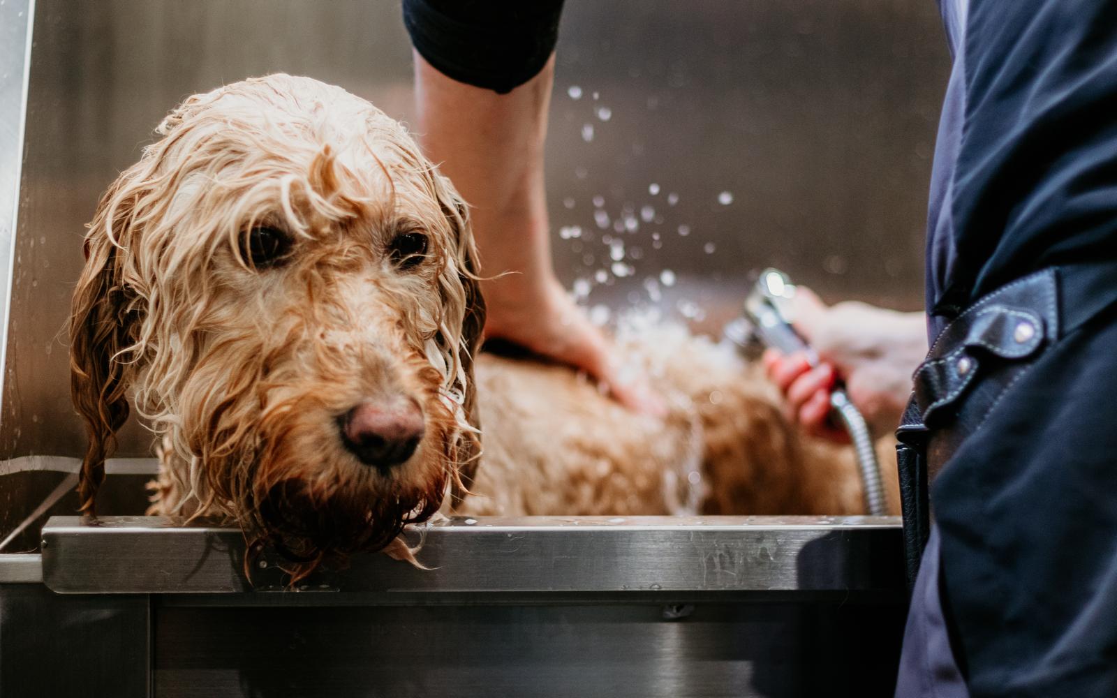 Wassen / drogen bij Hondentrimsalon Jasmijn Hattem