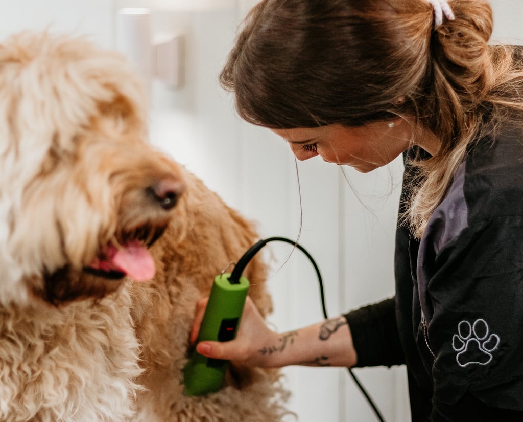 Jasmijn scheert zorgvuldig een labradoodle in de trimsalon